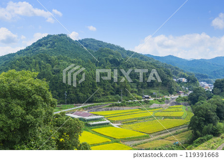 Inabuchi rice terraces in autumn (Asuka Village, Nara Prefecture) 119391668