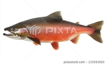 coho salmon scientifically known as Oncorhynchus kisutch is isolated on a white background showcasing its distinct colors and features for aquatic study. 119391693