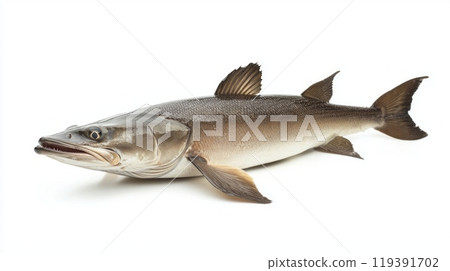depiction highlights the Cobia a prominent fish species known for its distinctive shape and coloration set against a white backdrop. 119391702