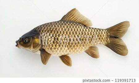 carp a freshwater fish from the Cyprinidae family showcases its distinct coloration and detailed scale patterns featuring a smooth body ideal for aquatic environments. 119391713