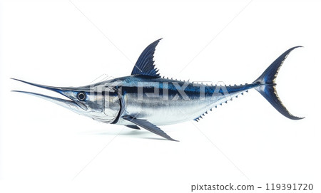 Observe the striking details of a Blue Marlin known scientifically as Makaira nigricans displayed prominently against a clean white background. Observe the striking details of a Blue Marlin known scientifically as Makaira nigricans displayed prominently against a clean white background. 119391720