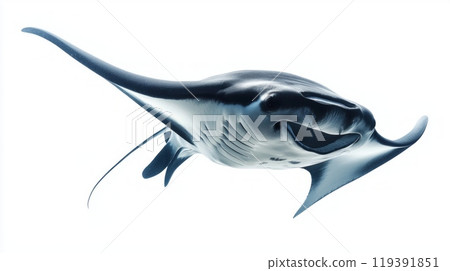 striking Manta Ray identified as Manta birostris demonstrates its graceful movements and distinctive shape floating effortlessly in the ocean depths. 119391851