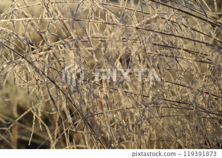 Autumn morning light. Season specific. Plants covered with frost. First frosts. Temperatures drop. 119391873