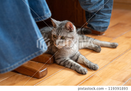 Cat lying on the floor, brown tabby cat 119391893