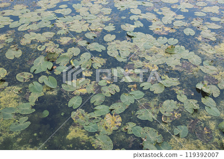 Water lilies on a pond. A pond in a city park. The pond is blooming, covered with water lilies and algae. Marshy area. Water lilies on a pond. A pond in a city park. The pond is blooming, covered with water lilies and algae. Marshy area. 119392007