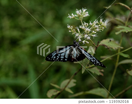 旅蝶、蛺蝶科、蛺蝶科 旅蝶、蛺蝶科、蛺蝶科 119392016