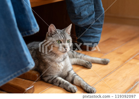 Cat lying on the floor, brown tabby cat Cat lying on the floor, brown tabby cat 119392097