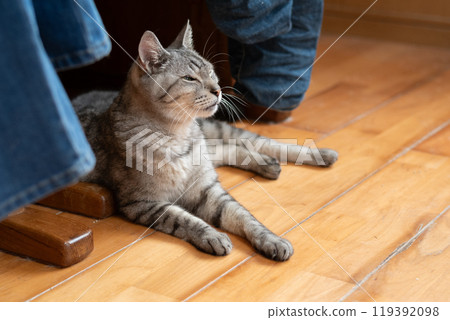 Cat lying on the floor, brown tabby cat 119392098