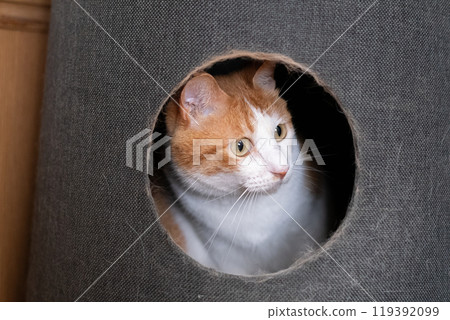 A cat sticking its head out of the cat tower Brown tiger white A cat sticking its head out of the cat tower Brown tiger white 119392099