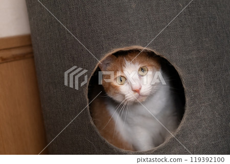 A cat sticking its head out of the cat tower Brown tiger white A cat sticking its head out of the cat tower Brown tiger white 119392100