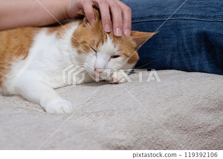 Stroking a cat, brown tabby white Stroking a cat, brown tabby white 119392106