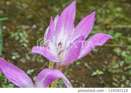 狗藏紅花花,也稱為秋番紅花 狗藏紅花花,也稱為秋番紅花 119392128