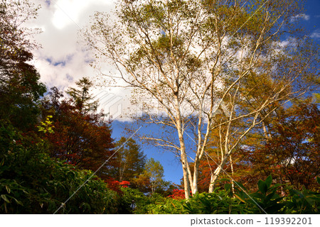 Gunma Prefecture, Yoshigahira Wetlands, Autumn leaves and blue skies 119392201