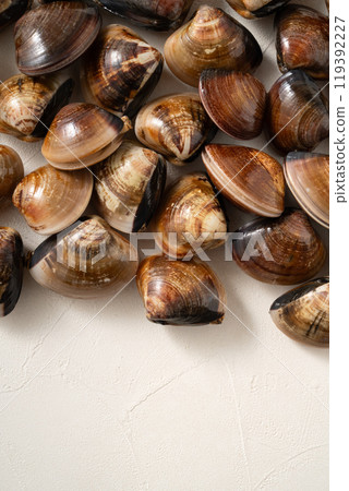 clam clam seafood fresh raw fresh clam live はまぐり ハマグリ clam clam seafood fresh raw fresh clam live はまぐり ハマグリ 119392227