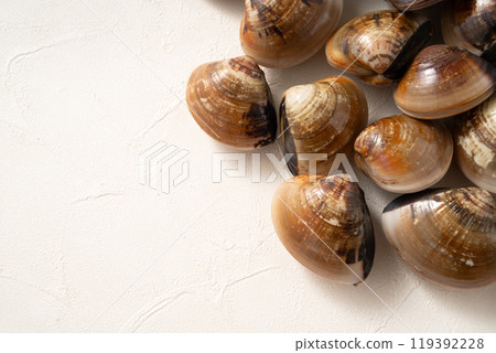 clam clam seafood fresh raw fresh clam live はまぐり ハマグリ 119392228