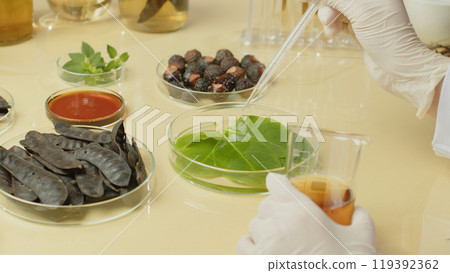 Close-up of a scientist lab bench dropping solution into a petri dish containing green leaves, next to soapberry, soapnut, holy basil, and soapberry essential oil contained in glass containers. 119392362