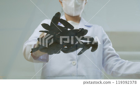 Experiment theme photo for black locust pod shampoo, a pile of black locust displayed in center of glass table. A scientist touch it by one hand, space for product presentation Experiment theme photo for black locust pod shampoo, a pile of black locust displayed in center of glass table. A scientist touch it by one hand, space for product presentation 119392378