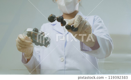 Female scientist is arranging soapberries on glass surface, which is one of most common ingredient for vegan shampoo manufacturing. Vacant space for product presentation, below view photo 119392383