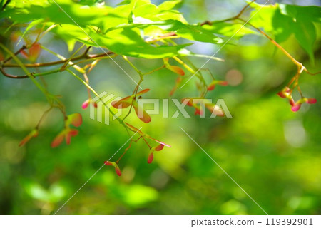 楓樹的種子 119392901