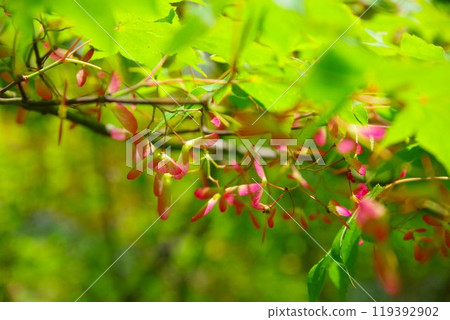 楓樹的種子 119392902