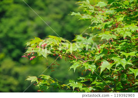 楓樹的種子 119392903