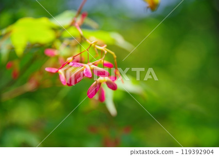 楓樹的種子 119392904