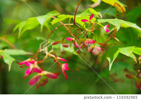 楓樹的種子 119392905