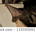 Cats ears 119393091