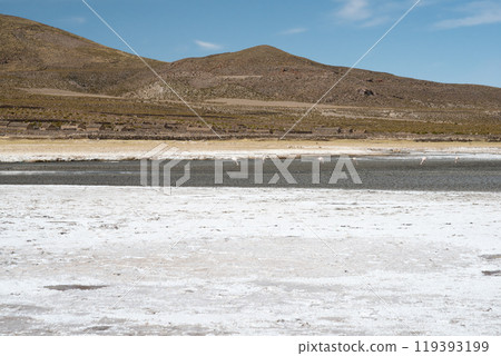 Flamingos Wading in Salar de Uyuni Salt Flats Bolivia 119393199