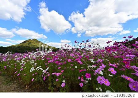 Cosmos field on a sunny autumn day 119393268