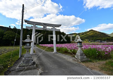 秋天陽光明媚的日子裡的波斯菊田 秋天陽光明媚的日子裡的波斯菊田 119393337