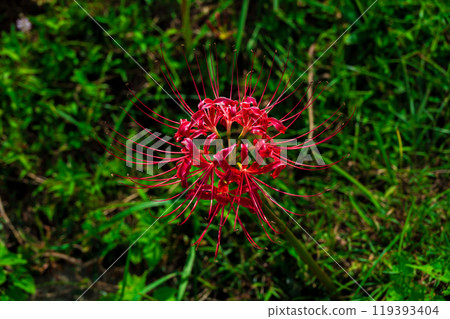 Red spider lilies, Hyuga, the village of spider lilies 119393404