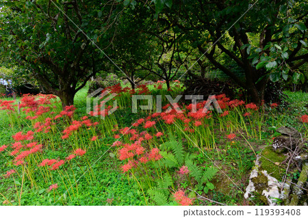 The red spider lilies that signal the coming of autumn - Hyuga Red Spider Lily Village 119393408