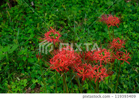 The red spider lilies that signal the coming of autumn - Hyuga Red Spider Lily Village The red spider lilies that signal the coming of autumn - Hyuga Red Spider Lily Village 119393409