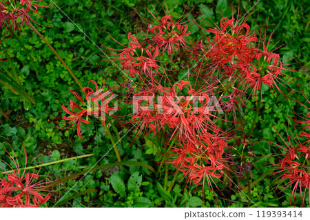 The red spider lilies that signal the coming of autumn - Hyuga Red Spider Lily Village 119393414