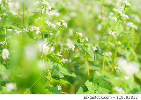 Buckwheat flower image Buckwheat flower image 119393818
