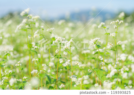 Buckwheat flower image Buckwheat flower image 119393825