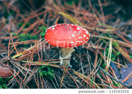 Mature Amanita Muscaria, Known as the Fly Agaric or Fly Amanita 119393858