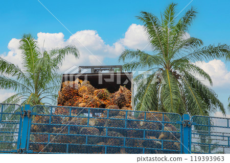 Palm oil fruit is being loaded into a large truck 119393963