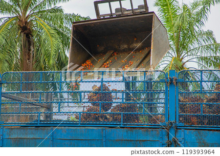Palm oil fruit is being loaded into a large truck 119393964
