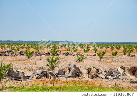 Young palm groves for palm oil production grow along the highway . Small palms 119393967