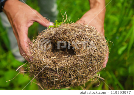 Baya weaver bird building nest on palm tree. 119393977