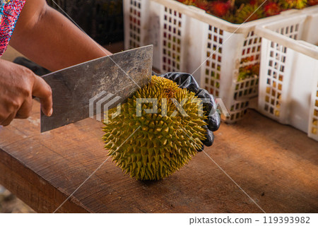 durian fruit partially opened up revealing resting inside thorny skins 119393982
