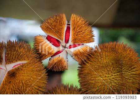 durian fruit partially opened up revealing resting inside thorny skins 119393983
