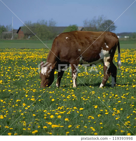Cows in the field background, farming and agriculture 119393998