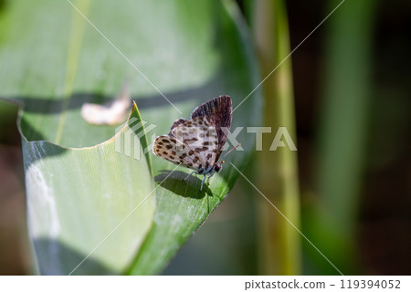 鵝清水 鵝清水 119394052