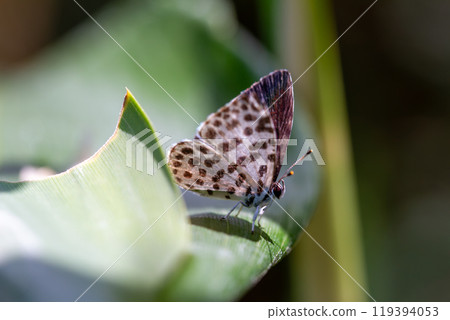 Goose Shimizu Goose Shimizu 119394053