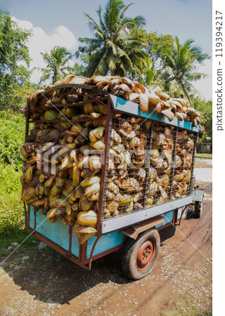 coconut coir rope making with traditional process 119394217