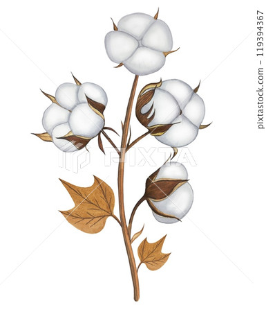Hand drawn watercolor cotton branch plant isolated on white background. Cotton flower drawing. 119394367