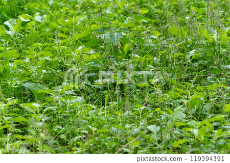 Weeds and green grass, before and after weeding 119394391